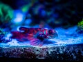 Mandarinfish or Mandarin dragonet Synchiropus splendidus isolated on a reef tank with blurred background Royalty Free Stock Photo