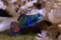 Mandarinfish, mandarin dragonet Synchiropus splendidus. Royalty Free Stock Photo