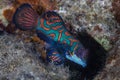 Mandarinfish on Rocky Reef Royalty Free Stock Photo
