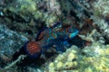 Mandarinfish Synchiropus splendidus Royalty Free Stock Photo