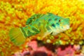 The Mandarinfish (Synchiropus splendidus). Royalty Free Stock Photo
