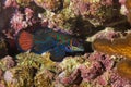 Mandarinfish, synchiropus splendidus Camouflaged in Coral Royalty Free Stock Photo