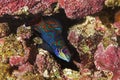 Mandarinfish, synchiropus splendidus Camouflaged in Coral Royalty Free Stock Photo