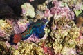 Mandarinfish, synchiropus splendidus Camouflaged in Coral Royalty Free Stock Photo