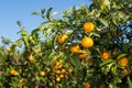 Mandarinos in Valencia Royalty Free Stock Photo