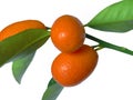 Mandarins on branch