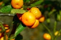 Mandarins growing on the tree