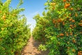 Mandarins orchard in California. Fruit trees with ripe fruits in a row. Sunny day, harvest