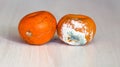 Mandarins spoiled and worse with mold.