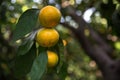 Mandarins or tangerines on a tree Royalty Free Stock Photo