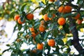 Mandarins on tree Royalty Free Stock Photo