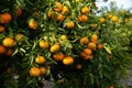 Mandarins on trees at fruit plantation