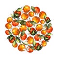 Circle of tangerines, leaves and flowers on a white background. Drawing markers