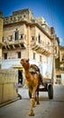 Mandawa Camel Royalty Free Stock Photo
