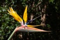 Mandela`s Gold Crane Flower Royalty Free Stock Photo