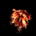 mandelbrot type fractal patterns and designs from exploding red-hot lava Royalty Free Stock Photo
