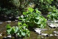 calm river Lieser with big leaf plants