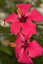 Mandevilla Royalty Free Stock Photo