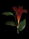 Red Mandevilla on Black Royalty Free Stock Photo