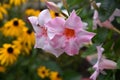 Mandevilla, bright colorful tropical plant