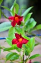 The Mandevilla creeper with red flowers Royalty Free Stock Photo