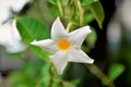 Mandevilla`s white flower Royalty Free Stock Photo