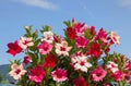 Mandevilla creeper plant Royalty Free Stock Photo