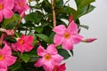 Mandevilla dipladenia bright tropical flower