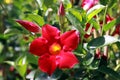 Mandevilla, dipladenia Royalty Free Stock Photo