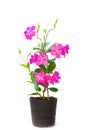 Mandevilla (Dipladenia) in the pot Royalty Free Stock Photo