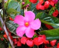 Mandevilla flower