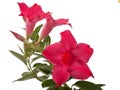 Mandevilla flowers