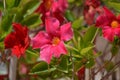 Red Mandevilla or rocktrumpet vine flowers