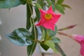 Pink Mandevilla or rocktrumpet vine flower