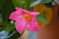 Pink Mandevilla or rocktrumpet vine flower macro