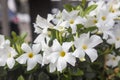 Mandevilla is a genus of tropical and subtropical flowering vines