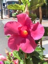 Mandevilla laxa, Chilean jasmine