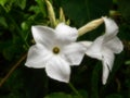 Mandevilla laxa flowers