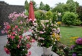 Mandevilla and oleander, bright colorful tropical plants