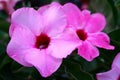 mandevilla pink allamanda