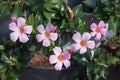 Mandevilla plant with pink blossoms Royalty Free Stock Photo