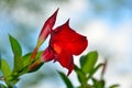 Mandevilla Plant Red Flower Bloom with CopySpace