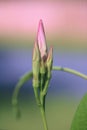 Mandevilla plant`s tightly closed flower buds. Macro. Closeup.