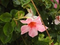 The mandevilla is a plant of south america that fears frost