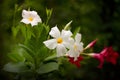 Mandevilla Royalty Free Stock Photo
