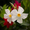 Mandevilla Royalty Free Stock Photo
