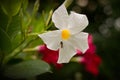 Mandevilla Royalty Free Stock Photo