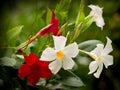 Mandevilla Royalty Free Stock Photo