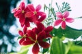 Mandevilla, Rocktrumpet flowers with five pink petals and yellow in the center in bloom backlit by sunlight in the garden. Low