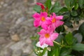 Mandevilla, Rocktrumpet flowers with pink petals and yellow cent